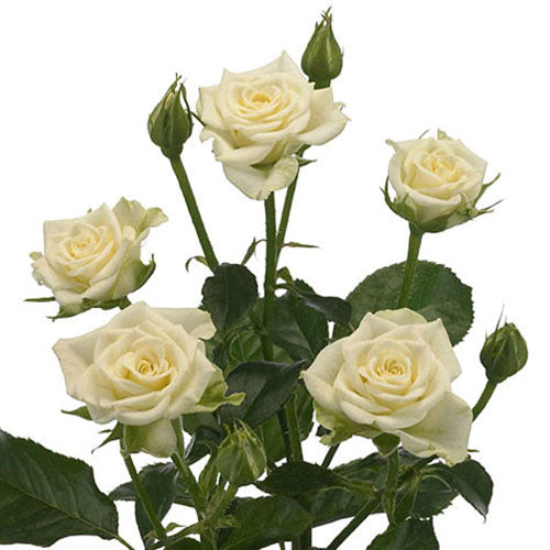 Spray Rose - White