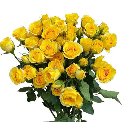 Yellow Babe Spray Rose - Default Title