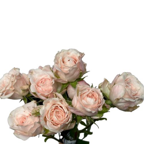 Peach Volans Spray Rose - Default Title