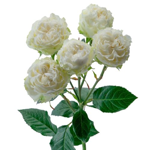 Garden White Dreamer Spray Rose - Default Title