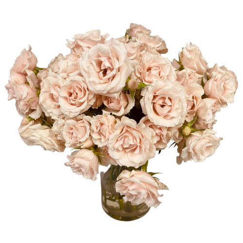 Pink Majolica Spray Rose - Default Title