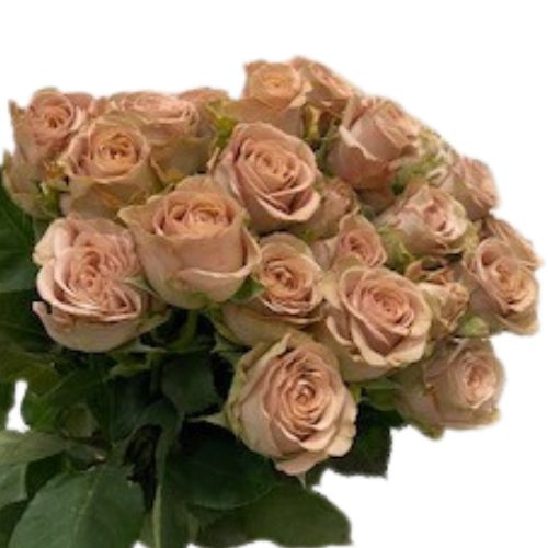 Mocca Spray Rose - Default Title