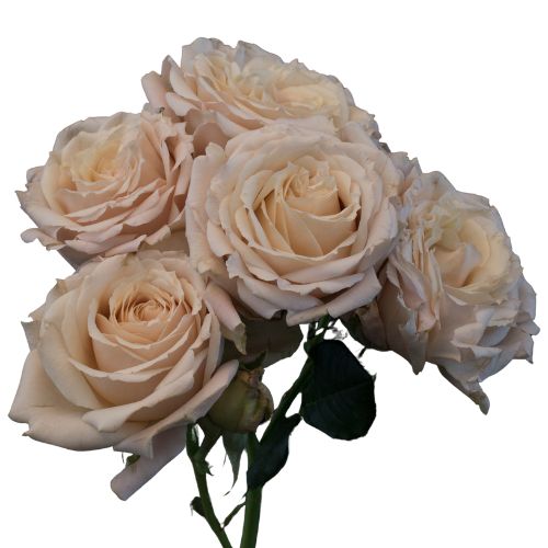 Sahara Sensation Spray Rose - Default Title