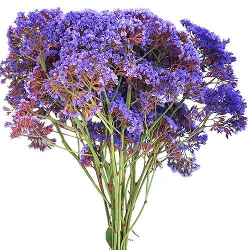 Statice - Purple