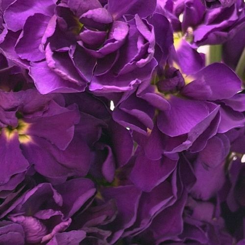 Stock - Dark Purple