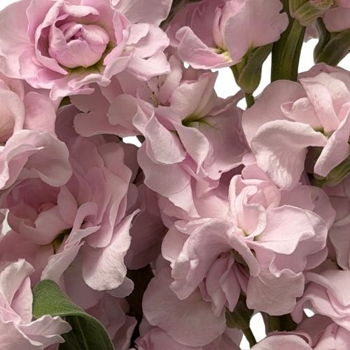 Stock - Light Pink