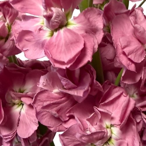 Stock - Double - Mauve