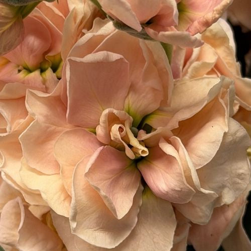 Stock - Double - Peach