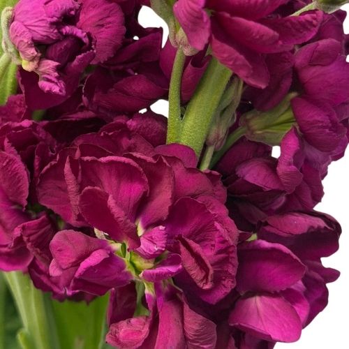 Stock - Burgundy