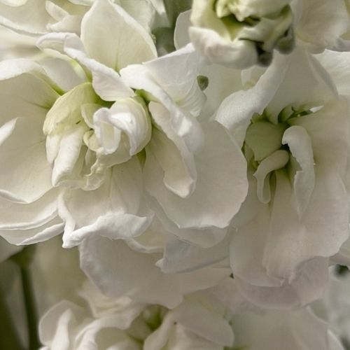 Stock - White