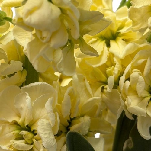 Stock - Yellow