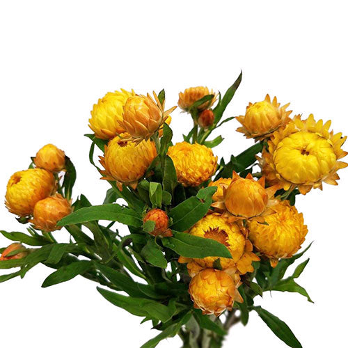 Strawflower - Yellow