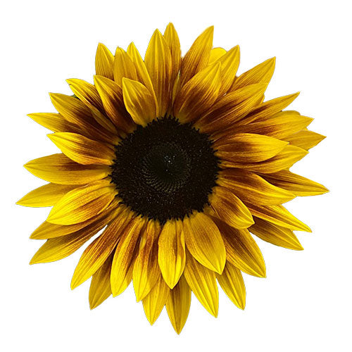 Sunflower - Firewalker 10