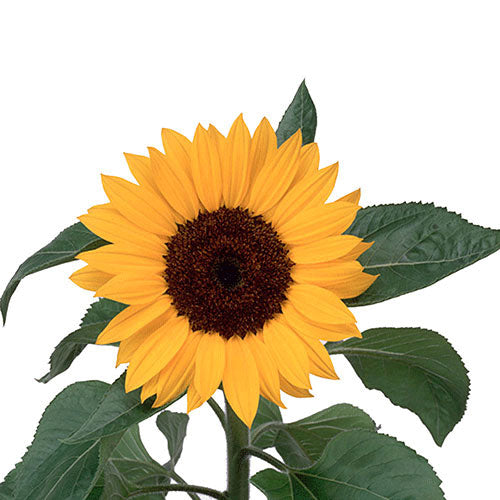 Sunflower - (Standard) Black Center 5