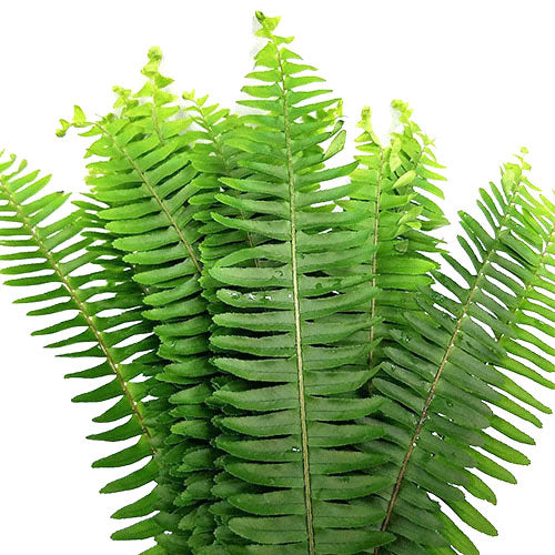 Sword Fern - Default Title