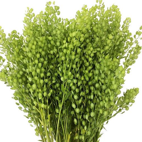 Pennycress - Default Title