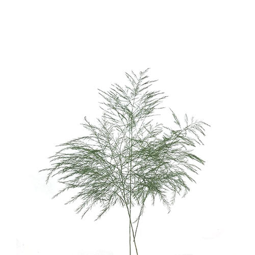 Tree Fern Green - Default Title