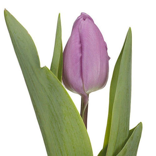 Tulip - Standard - Lavender