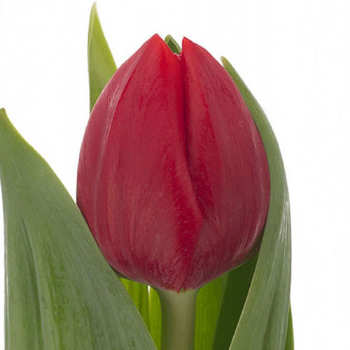 Tulip - Red