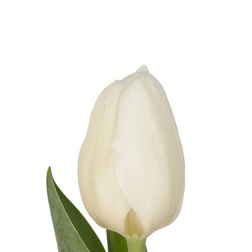 Tulip - White