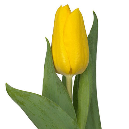 Tulip - Yellow