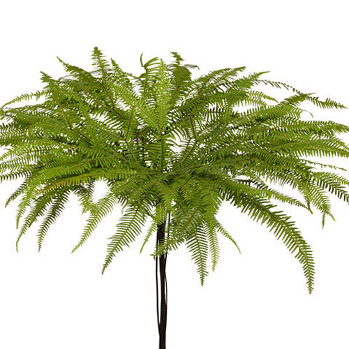 Umbrella Fern - Default Title