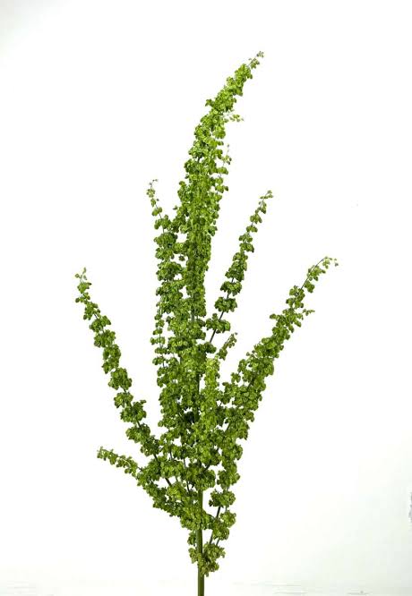 Amaranthus
