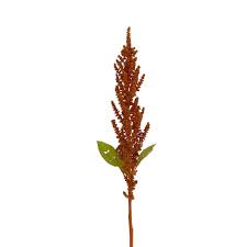 Amaranthus
