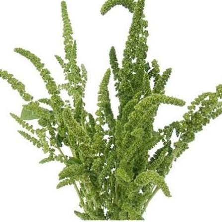 Amaranthus