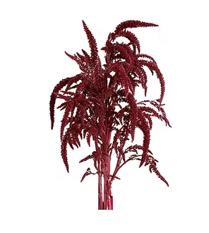 Amaranthus