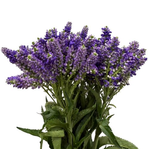 Veronica - Purple