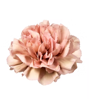 Carnation