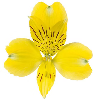 Alstroemeria- Fancy