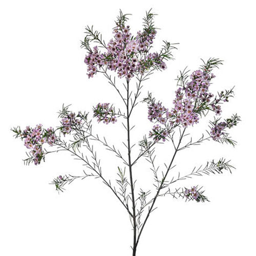 Wax Flower - Lavender