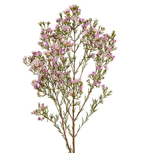 Wax Flower - Pink