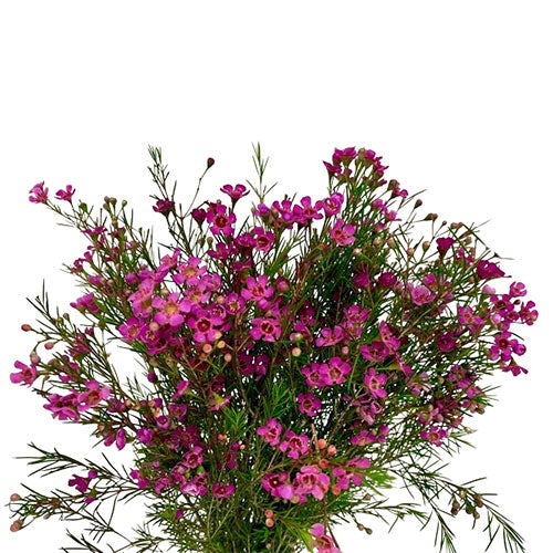 Wax Flower - Purple