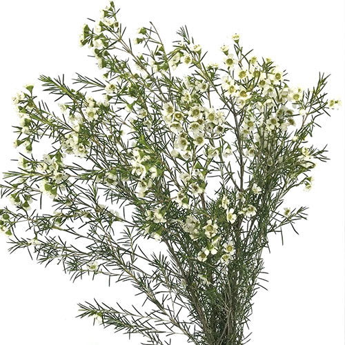 Wax Flower - White