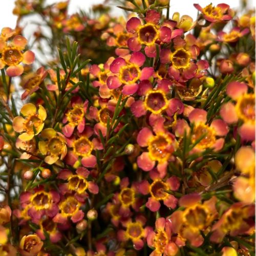 Wax Flower - Tinted Yellow