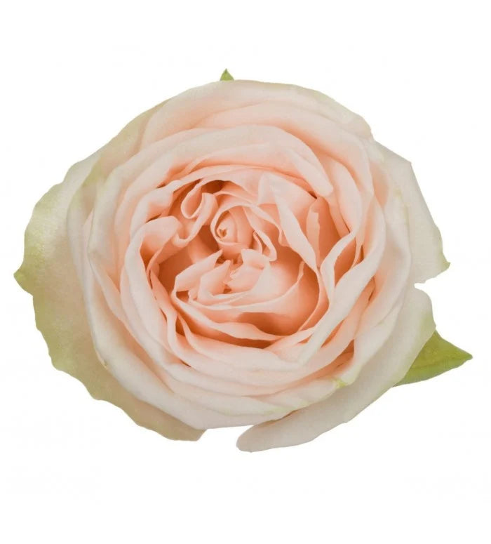 Wedding Spirit Rose