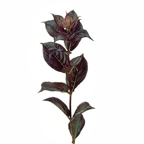 Weigela - Default Title