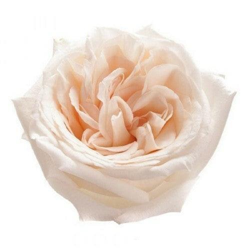 Garden Rose - White O'Hara