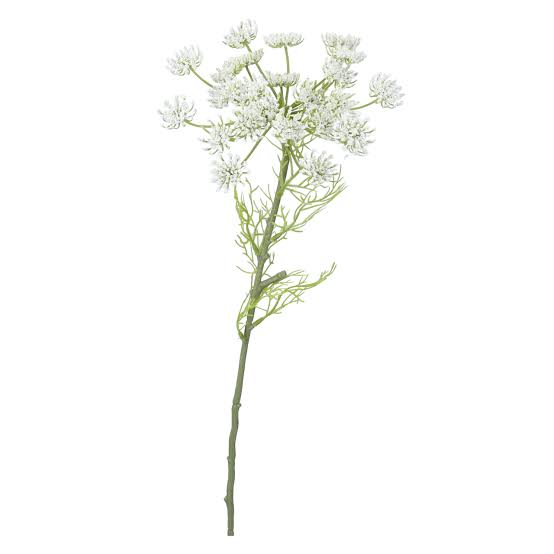 Queen Anne's Lace