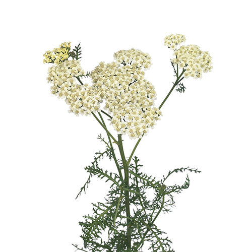 Yarrow - White