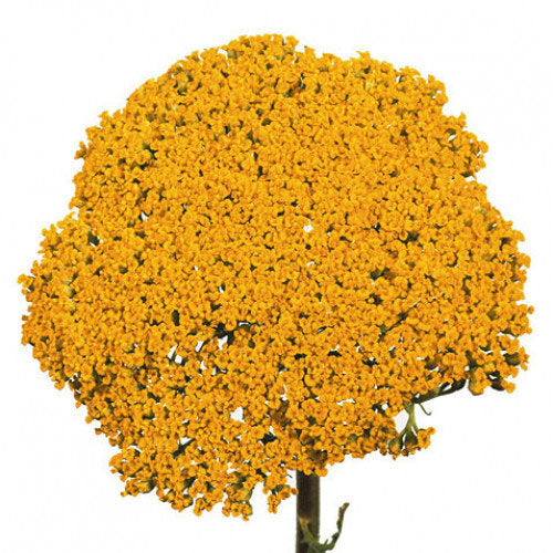 Yarrow - Yellow